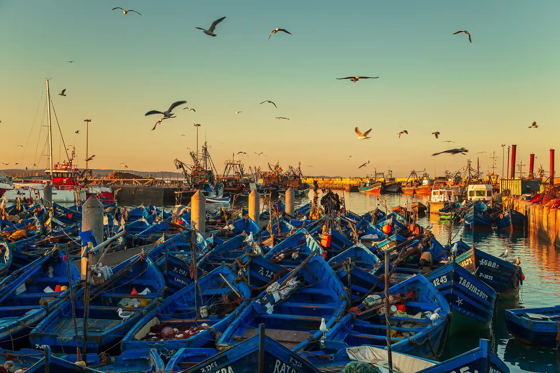 2 week tour of morocco: Essaouira Port